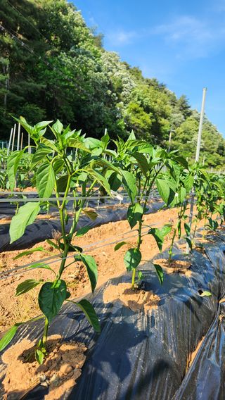 두아들아빠님의 기타작물 · 영농일지 작성글 사진