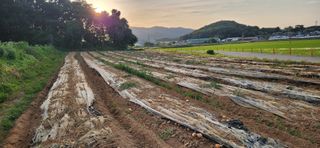 조성현님의 양파 · 영농일지 작성글 사진