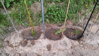 권혁렬님의 호박 · 영농일지 작성글 사진