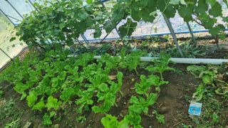 의성촌놈님의 기타작물 · 영농일지 작성글 사진