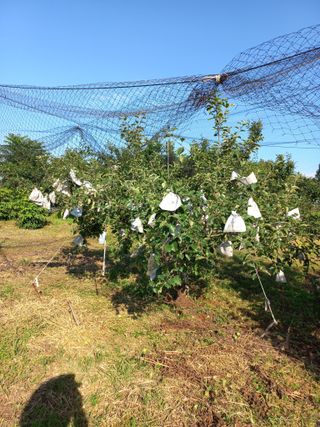 심무재 님의 사과 · 영농일지 작성글 사진