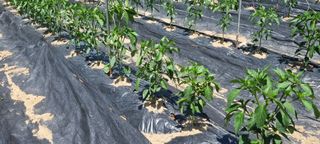 박사원농장님의 기타작물 · 영농일지 작성글 사진