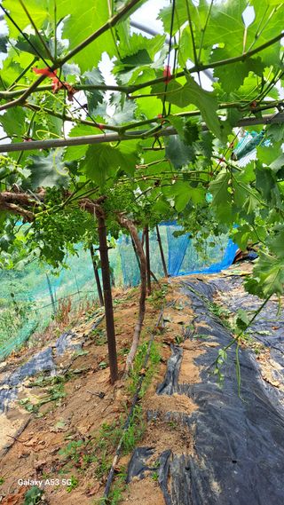 조연만님의 기타작물 · 영농일지 작성글 사진