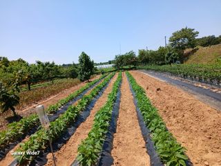 바위돌 심재성님의 토마토 · 영농일지 작성글 사진