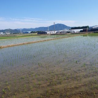 김광신님의 벼 · 영농일지 작성글 사진