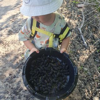 김광신님의 벼 · 영농일지 작성글 사진