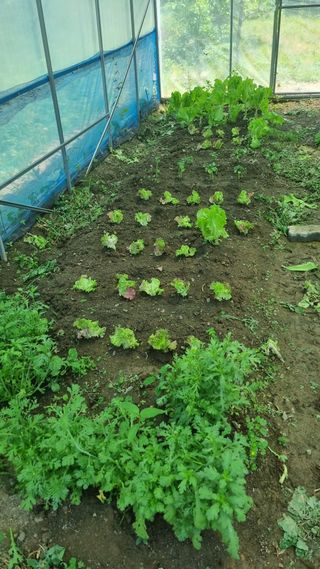 의성촌놈님의 기타작물 · 영농일지 작성글 사진