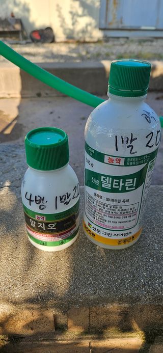 귀농인님의 옥수수 · 영농일지 작성글 사진