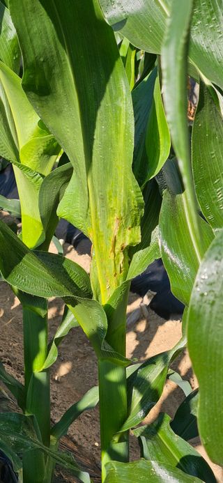 귀농인님의 옥수수 · 영농일지 작성글 사진