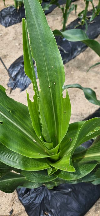 귀농인님의 옥수수 · 영농일지 작성글 사진