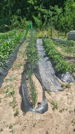 의성촌놈님의 기타작물 · 영농일지 작성글 사진