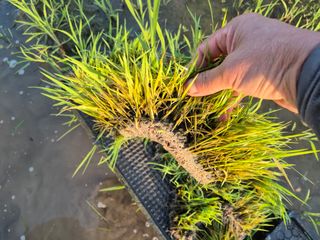 서해숙님의 벼 · 영농일지 작성글 사진