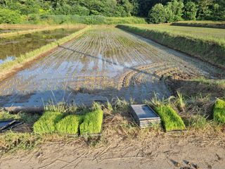 강진귀농10년차님의 벼 · 영농일지 작성글 사진