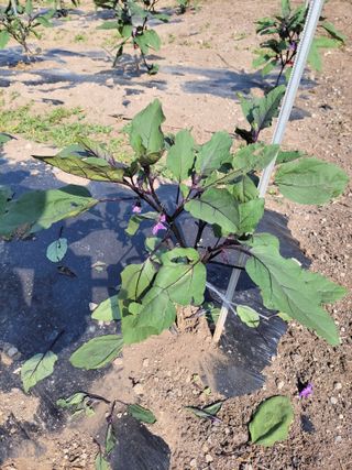 이시형님의 기타작물 · 영농일지 작성글 사진