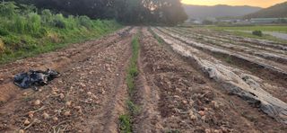 조성현님의 양파 · 영농일지 작성글 사진