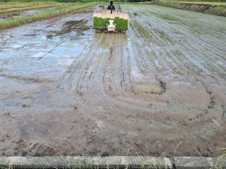 강진귀농10년차님의 벼 · 영농일지 작성글 사진