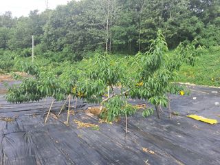 엄후남님의 복숭아 · 영농일지 작성글 사진