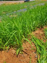 팜모닝 기타작물·영농일지 게시글 이미지