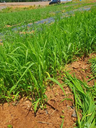 고사리9794님의 기타작물 · 영농일지 작성글 사진