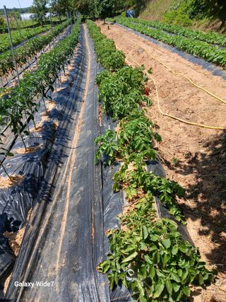 바위돌 심재성님의 토마토 · 영농일지 작성글 사진