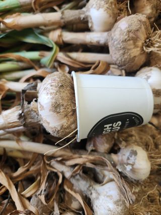 들깨17250님의 마늘 · 영농일지 작성글 사진