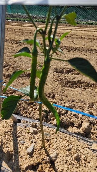 이순정님의 고추 · 영농일지 작성글 사진