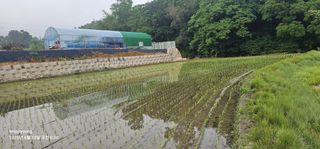 초보농부님의 벼 · 영농일지 작성글 사진