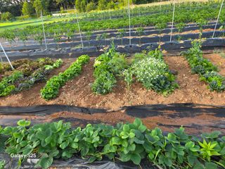 류승원님의 기타작물 · 영농일지 작성글 사진