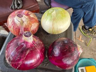 청운농원육묘장님의 양파 · 영농일지 작성글 사진