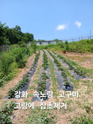 안승호님의 감자 · 영농일지 작성글 사진
