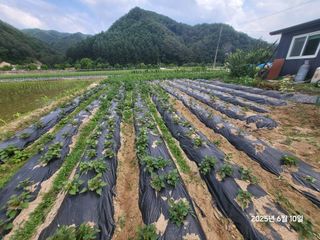 강정아님의 감자 · 영농일지 작성글 사진