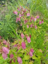 팜모닝 기타작물·영농일지 게시글 이미지