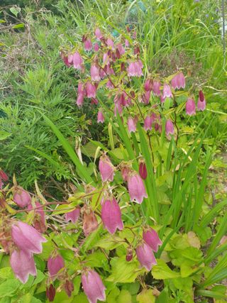 김윤숙님의 기타작물 · 영농일지 작성글 사진