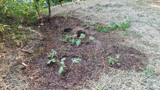 권혁렬님의 호박 · 영농일지 작성글 사진