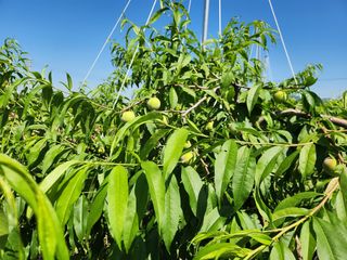 꿀복이농장님의 복숭아 · 영농일지 작성글 사진