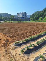 팜모닝 콩·영농일지 게시글 이미지