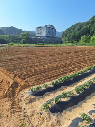 블루베리17660님의 콩 · 영농일지 작성글 사진
