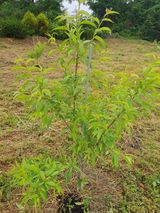 팜모닝 기타작물·영농일지 게시글 이미지