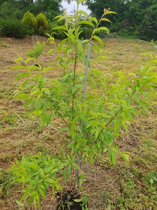 선물농원님의 기타작물 · 영농일지 작성글 사진