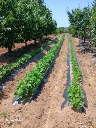 바위돌 심재성님의 토마토 · 영농일지 작성글 사진