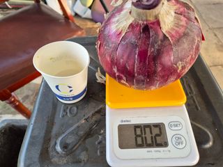 청운농원육묘장님의 양파 · 영농일지 작성글 사진