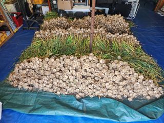 들깨17250님의 마늘 · 영농일지 작성글 사진