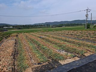 구봉갑산님의 마늘 · 영농일지 작성글 사진
