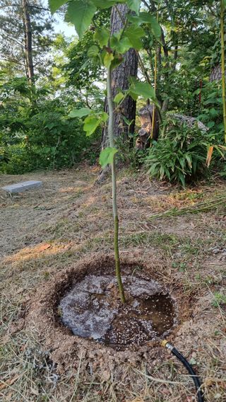 권혁렬님의 호박 · 영농일지 작성글 사진