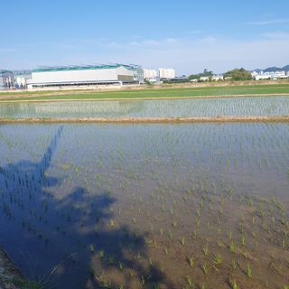 김광신님의 벼 · 영농일지 작성글 사진