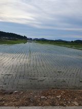 팜모닝 벼·영농일지 게시글 이미지