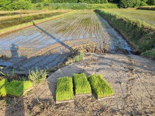 강진귀농10년차님의 벼 · 영농일지 작성글 사진