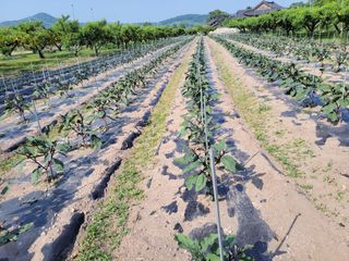 이시형님의 기타작물 · 영농일지 작성글 사진