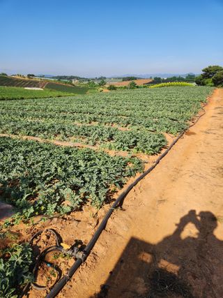 김저팔계님의 기타작물 · 영농일지 작성글 사진