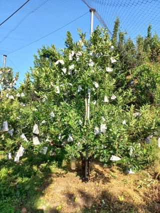 심무재 님의 사과 · 영농일지 작성글 사진